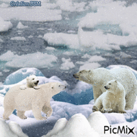 Ours polaires par BBM animasyonlu GIF