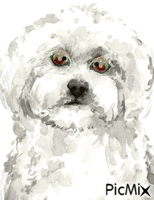 MY PET BIS - Безплатен анимиран GIF