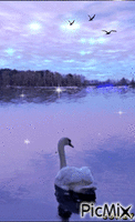 Cisne y mar - Gratis animerad GIF