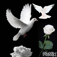 Dos rosas y dos palomas blancas анимиран GIF