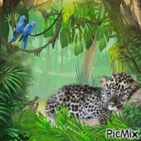 Concours : Bébé panthère dans la jungle
