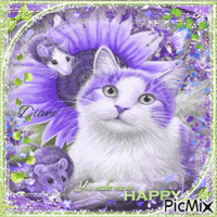 Cat in purple and green