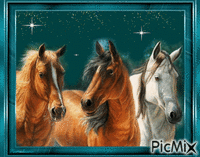 Horse, my friend. animoitu GIF