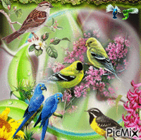 Oiseaux - GIF animado gratis