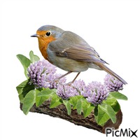 SWEET BIRD .•♫ - 免费动画 GIF