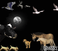 Animals by night animeret GIF
