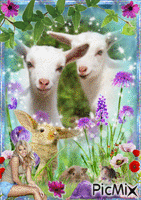 très belle petite chèvre - 免费动画 GIF