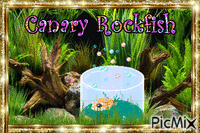 Canary rockfish - Бесплатный анимированный гифка