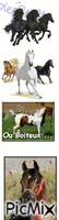 les chevaux il faut les aimer Animated GIF