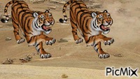 tigre - Nemokamas animacinis gif