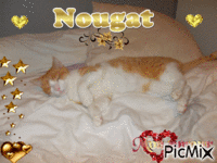Nougat - Bezmaksas animēts GIF