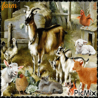 Goat Farm.