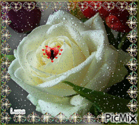 rosa blanca GIF animado
