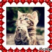 mignon petit chaton <3 - GIF animé gratuit