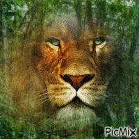 Löwe Lion - Kostenlose animierte GIFs
