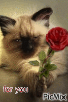 for you animuotas GIF