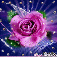 lila rózsa - Gratis animeret GIF