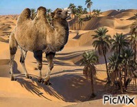 Camel - GIF animado grátis