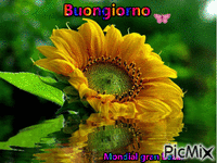 Buongiorno - Безплатен анимиран GIF