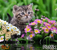 meow - 無料のアニメーション GIF