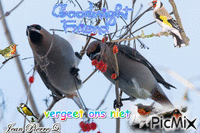 vogels - GIF animé gratuit