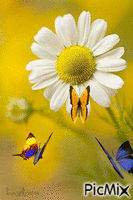 Daisy and butterflies - Free animated GIF