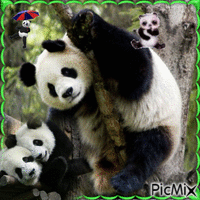 Pandas - Δωρεάν κινούμενο GIF