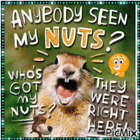 ANYBODY SEE MY NUTS???? - GIF animado grátis