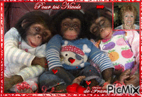 Pour mon amie Nicole qui demeure dans mon immeuble, elle adore les singes...♥♥♥ GIF แบบเคลื่อนไหว