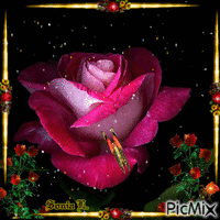 Wonderful rose animovaný GIF