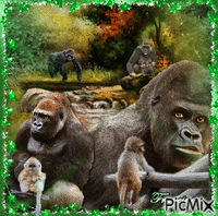 Famille Gorilles