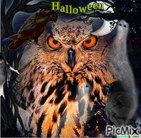halloween owl animēts GIF