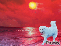 Amazing dog animovaný GIF