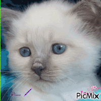 Chat, love, bisous - Free animated GIF