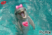 Tendresse de dauphin - GIF animé gratuit