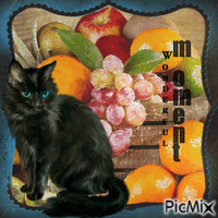 Schwarze Katze und Früchte