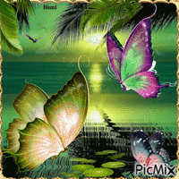 Pillangók - GIF animado gratis