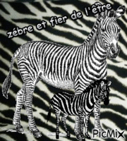 zébre - Бесплатный анимированный гифка