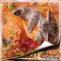 le chat et couleurs d'automne - GIF animé gratuit