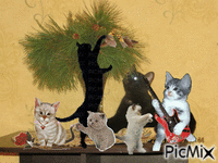Концерт котов - Animovaný GIF zadarmo