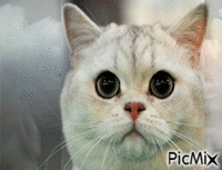 Amazing Cat - GIF animado gratis