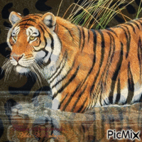 Tigre анимированный гифка