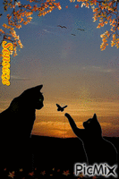 At sunset we play - Darmowy animowany GIF