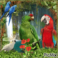 Papageien Paradies - GIF animé gratuit