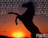 Paard Sterren en Vogels en ondergaande Zon - Безплатен анимиран GIF
