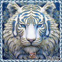 Le Tigre blanc  💙💙💙 GIF animé