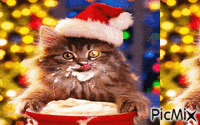 kitty mas - Ücretsiz animasyonlu GIF