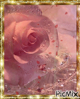 Rose rose - GIF animé gratuit
