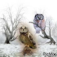 winter owl GIF animata