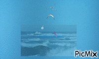 le dauphin et les mouettes - Free animated GIF